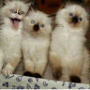 Meet your Posher, Jem